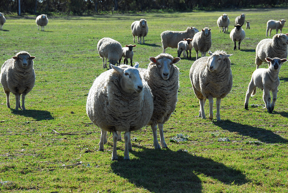 Happy Ewes and Lambs on the farm...